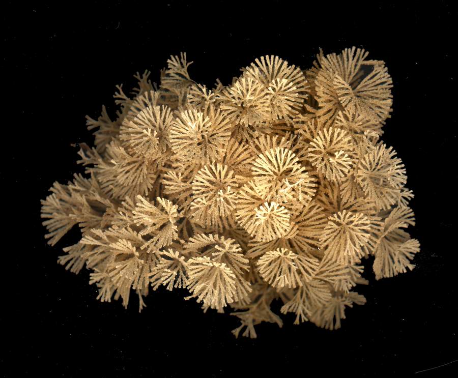 Galathea intermedia